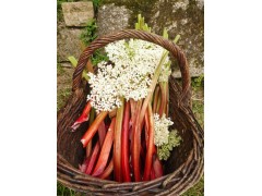 Confiture de Rhubarbe et fleurs de Sureau